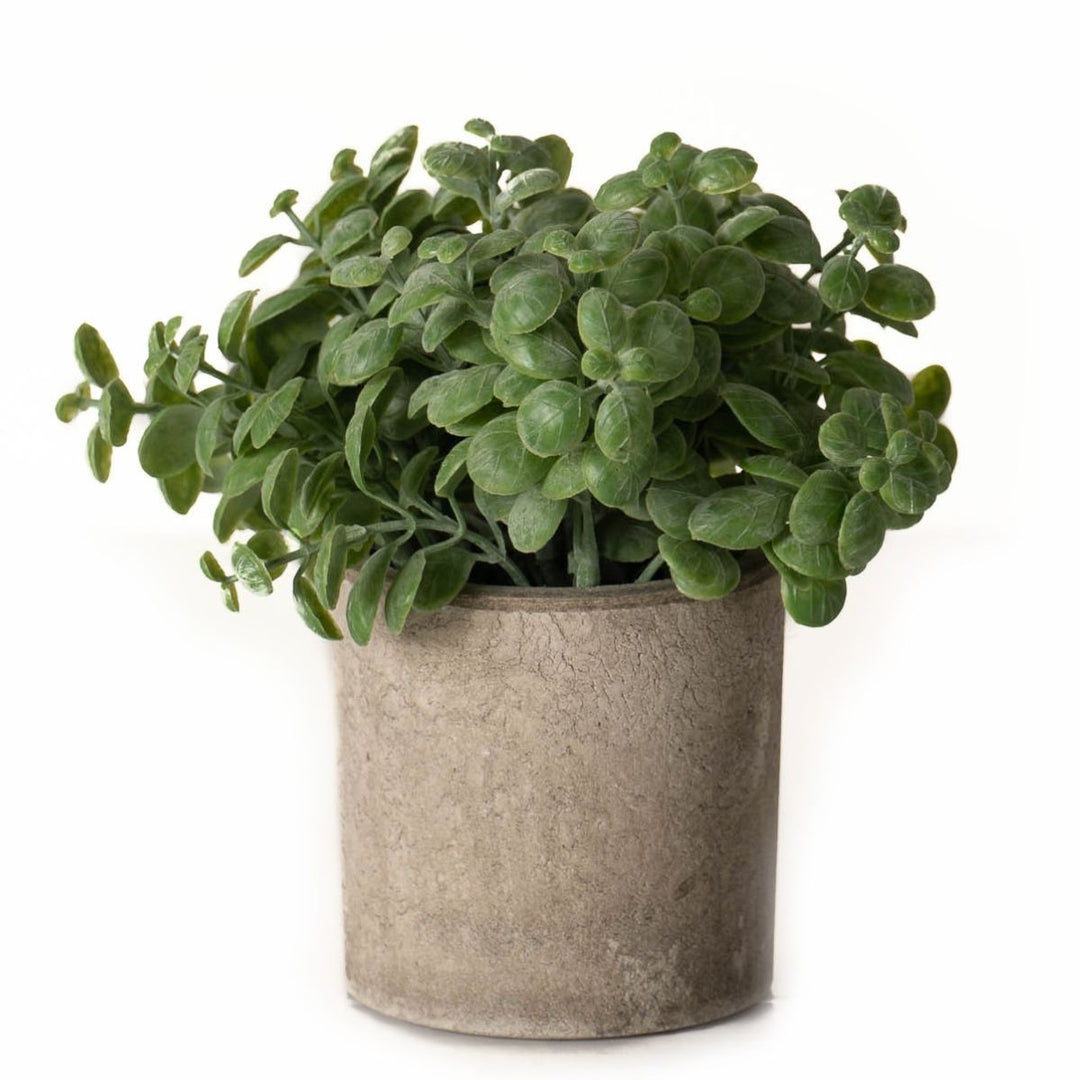 Basil Plant In Stone Effect Pot - Sugarplum Boutique