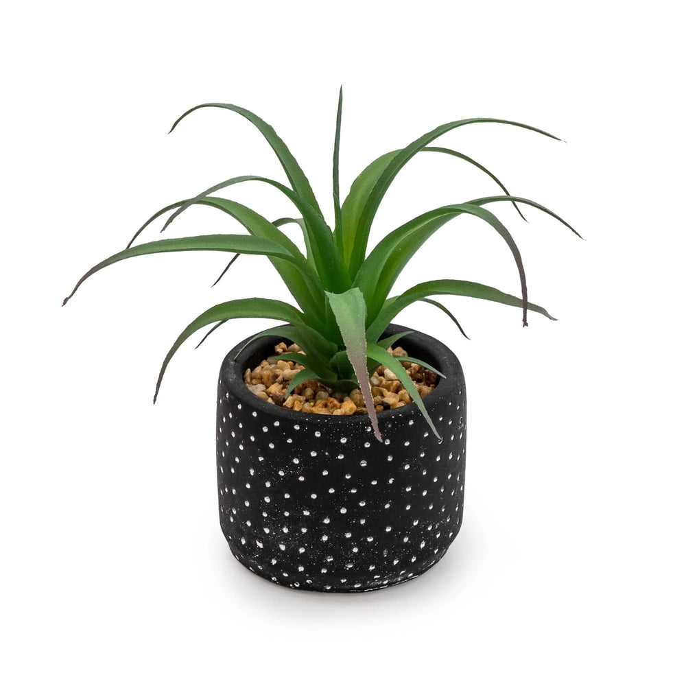 Black & White Spotty Succulent Pot - Sugarplum Boutique