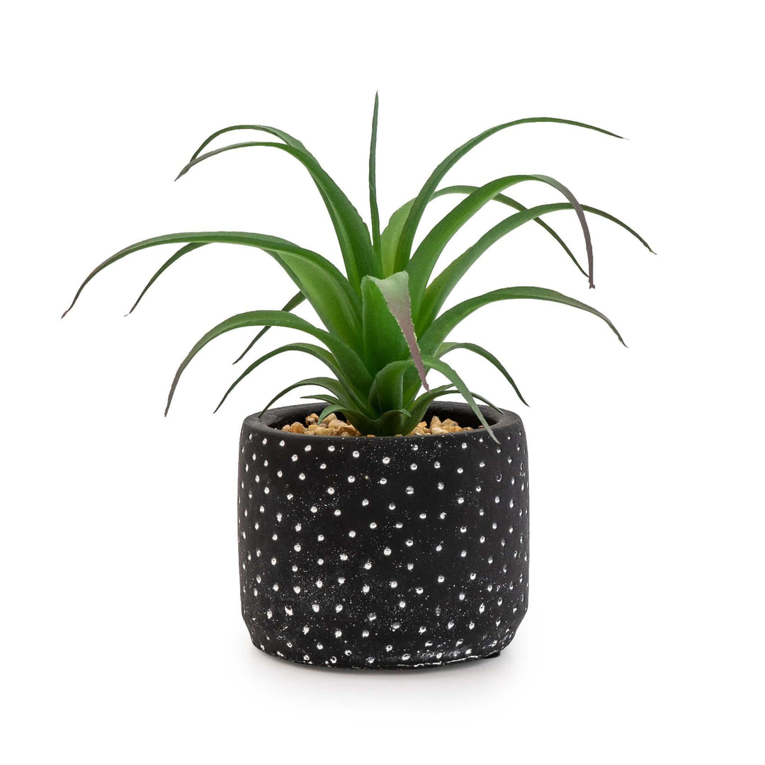 black and white succulent pots Black & White Spotty Succulent Pot