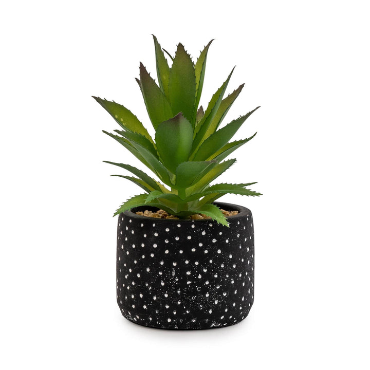 Spikey Succulent Plant In Black Spotty Pot - Sugarplum Boutique