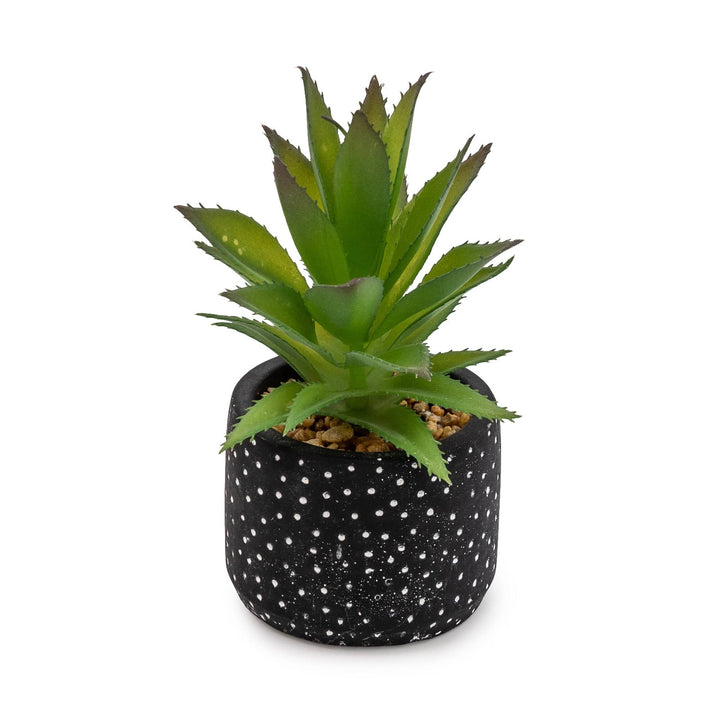 spikey succulents Spikey Succulent Plant In Black Spotty Pot